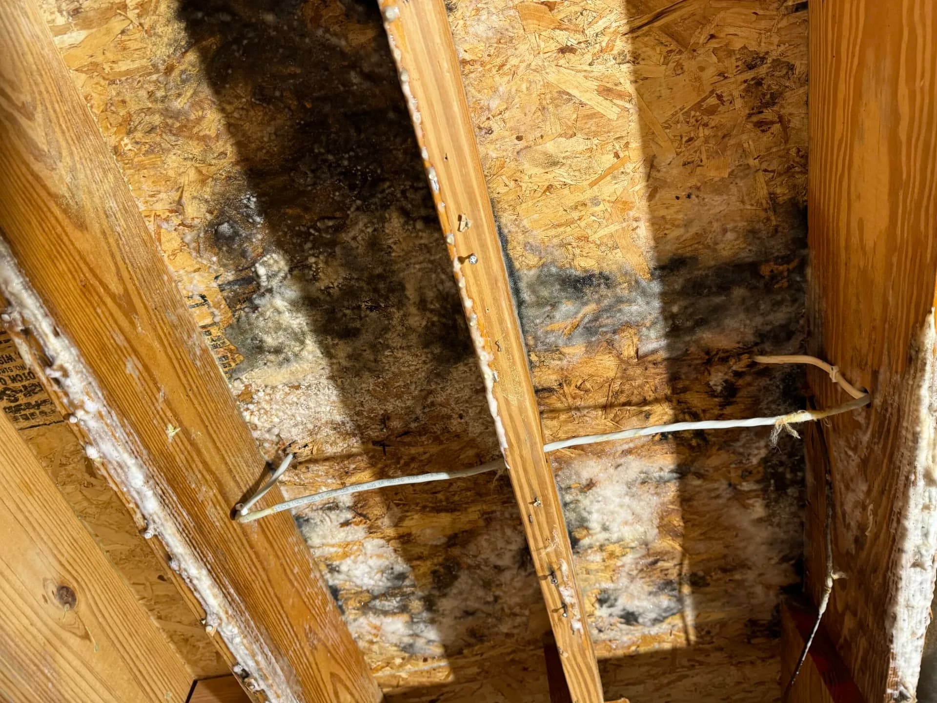 Mold Assessment & Remediation